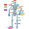 Teacher Created Resources - 77241 Human Skeleton Magnetic Accents 33"