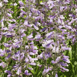 Everwilde Farms - 1250 Hairy Beardtongue Native Wildflower Seeds - Gold Vault Jumbo Seed Packet