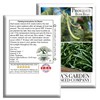 Provider Bush Green Bean Seeds (Phaseolus vulgaris) – 30+ Non-GMO
