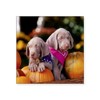 CafePress Weimaraner Puppies and Pump Square Sticker 3 X 3