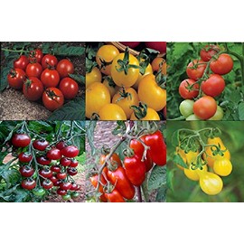 Viridis Hortus - Tomato Collection Contains 6 Varieties - Alicante, Golden Sunrise, Moneymaker, Rosella, San Marzano & Yellow Pear