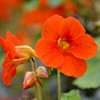 Outsidepride Nasturtium Spitfire Flower Seed - 200 Seeds