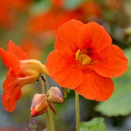 Outsidepride Nasturtium Spitfire Flower Seed - 200 Seeds