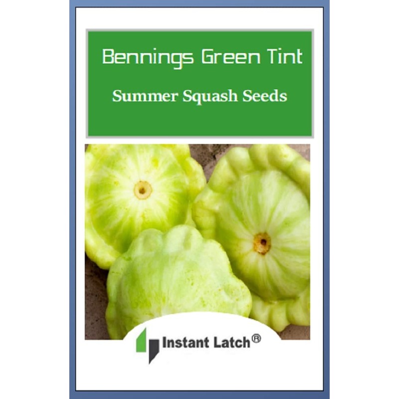20 Bennings Green Tint Summer Squash Seeds | Non-GMO |