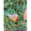 MAISONICA Tall 1.28m Rusty Robin Metal Garden Stake Spinner Balancer