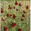The Gardening World 2000 Dwarf Red Coneflower Flower Seeds Ratibida