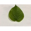 Fresh Betel Leaf, Paan, Piper Betel (15) NOT A Plant