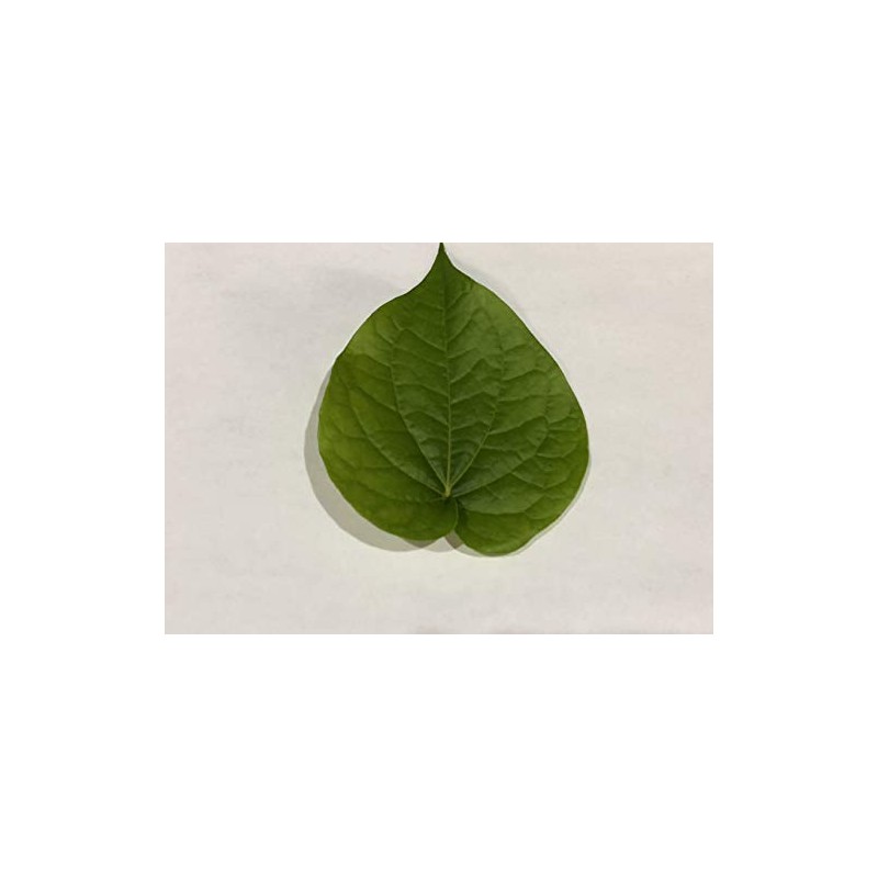 Fresh Betel Leaf, Paan, Piper Betel (15) NOT A Plant