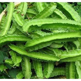 50 Seeds Dragon Bean Vine Seeds Winged Beans Seeds Four Angled Bean or Manila Bean King Shire Winged Bean Asparagus Pea or Dau Rong Home Gardening Seeds Vegetable Seeds