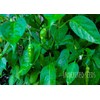 home grown Kanthari / BirdsEye Chilli pepper HEIRLOOM 50+ seeds