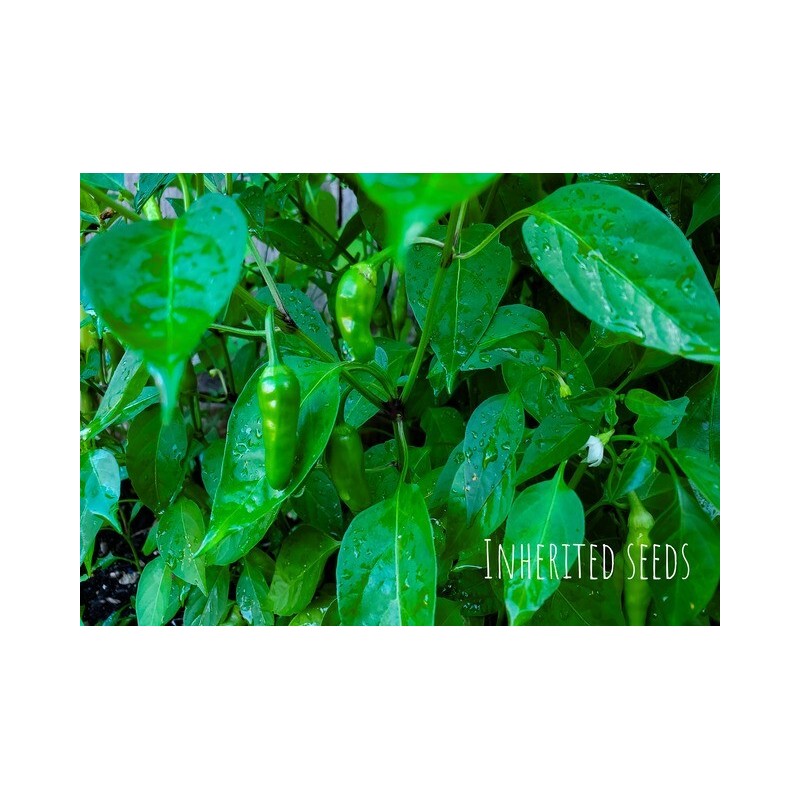 home grown Kanthari / BirdsEye Chilli pepper HEIRLOOM 50+ seeds