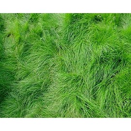 Creeping Red Fescue Lawn Grass Seeds, 1 Pound