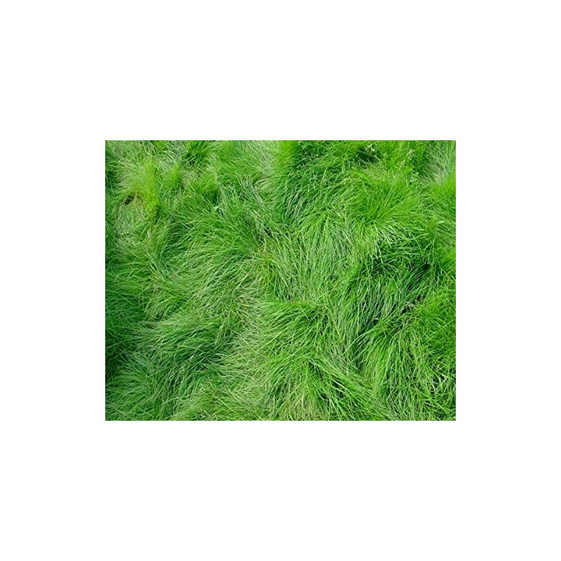 Creeping Red Fescue Lawn Grass Seeds, 1 Pound