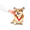 Natural Arnica (Arnica Montana) Oil For Dog & Cat 100ml: