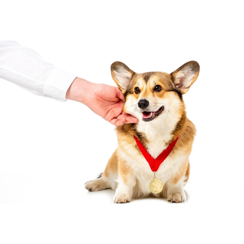 Natural Arnica (Arnica Montana) Oil For Dog & Cat 100ml: