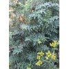 Rue Common Rue Plant 6” With Pot Ruta graveolens Herb