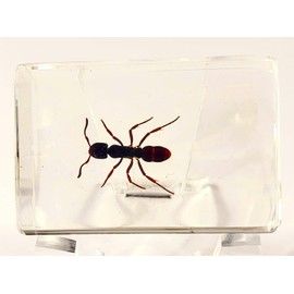 44mm Real Tropical Giant Ant in Crystal Clear Lucite Resin Specimen Preserved Pseudoneoponera Rufipes Insect Taxidermy Crafts Collection for Biology Science Education Desk Ornament Display Supplies