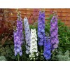 22Day Seeds: Seeds Delphinium Giant Mix/Annual Flowers