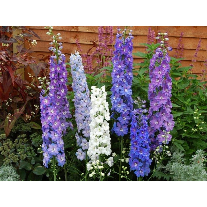 22Day Seeds: Seeds Delphinium Giant Mix/Annual Flowers