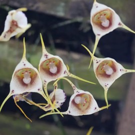 Dracula Simia Seeds Monkey Face Orchid Ornamental Attracts Butterflies Container Pot Indoor 100Pcs Flower Seeds by YEGAOL Garden