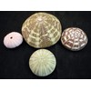 Decorative Sea Urchin Sampler: Natural Pink, Green, Sputnik and Alfonso