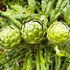 Artichoke 20 Seeds for Planting Non-GMO