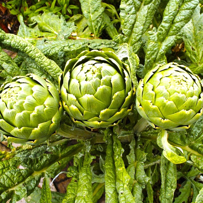 Artichoke 20 Seeds for Planting Non-GMO
