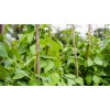 French Flageolet Bean Seeds (25) / ORGANIC / BUSH BEAN
