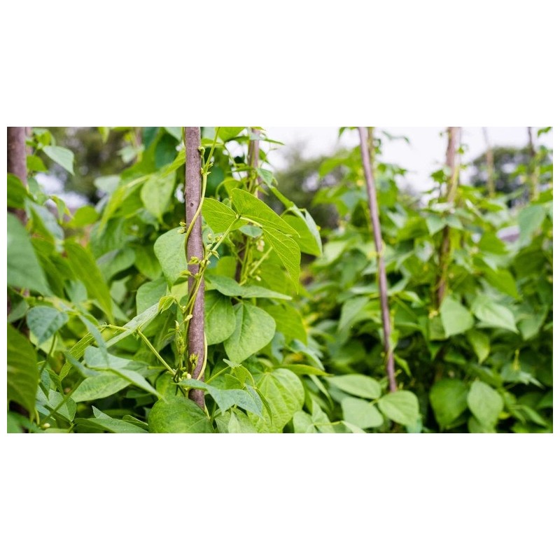 French Flageolet Bean Seeds (25) / ORGANIC / BUSH BEAN