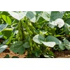 SAFLAX - Organic - Bean - Edamame - 8 Seeds