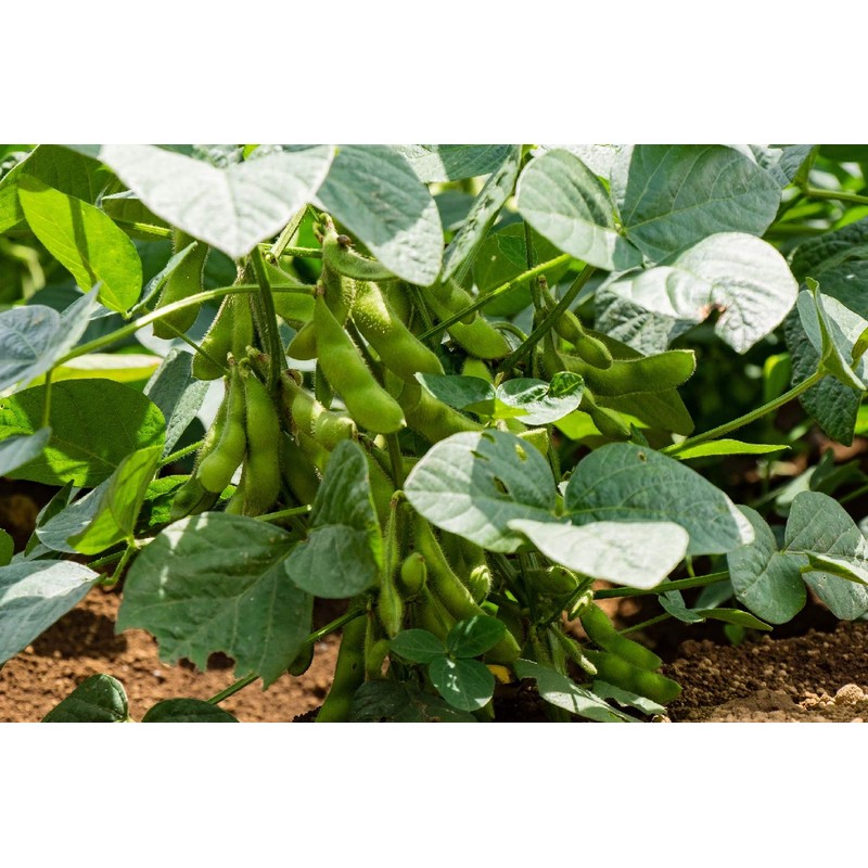 SAFLAX - Organic - Bean - Edamame - 8 Seeds