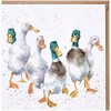 Wrendale Designs - 'Quackers' Card