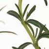 Aromatica 100% Essential Oil for Energy