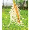 Root Factor Estimulador De Raíz (auxinas) Aminoácidos 1 L
