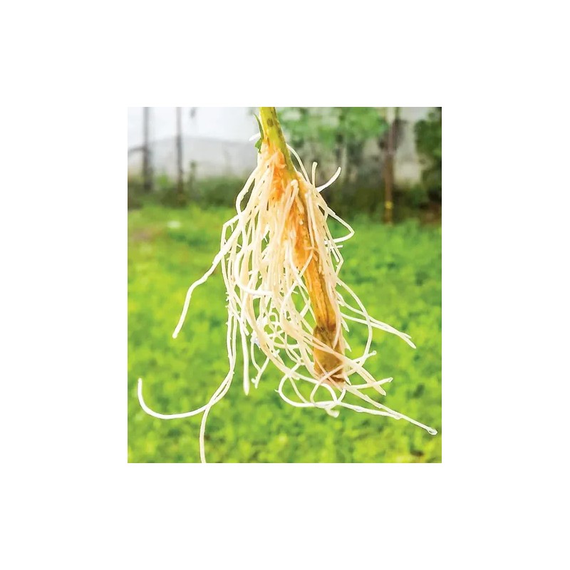 Root Factor Estimulador De Raíz (auxinas) Aminoácidos 1 L