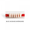 Artificial Teeth - Top and Bottom 12 Teeth for Resin