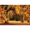 DASHAN 10x8ft Fall Leaves Fall Forest Backdrop Fall Wedding Autumn