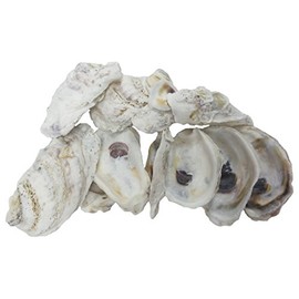 U.S. Shell Oyster Shells, 3.75"-5"