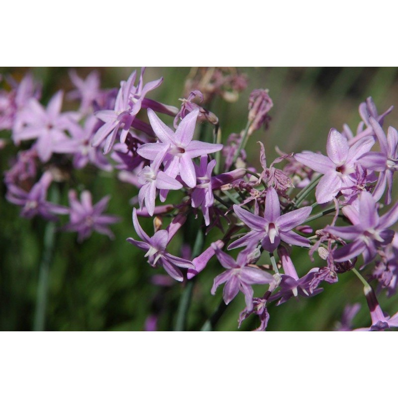 Society Garlic - 20 Live Plants - Tulbaghia Violacea -