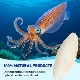 XIANGLONGY 10 Pieces Cuttlefish Bone, Natural Cuttlefish for Birds, 3.15-4.33 Inches, Suitable for Providing Calcium for Pets such as Birds, Turtles, Snails and Reptiles