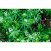Health Embassy Sweet Woodruff Herb (Galium odoratum L), 50 g