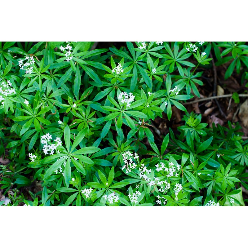 Health Embassy Sweet Woodruff Herb (Galium odoratum L), 50 g