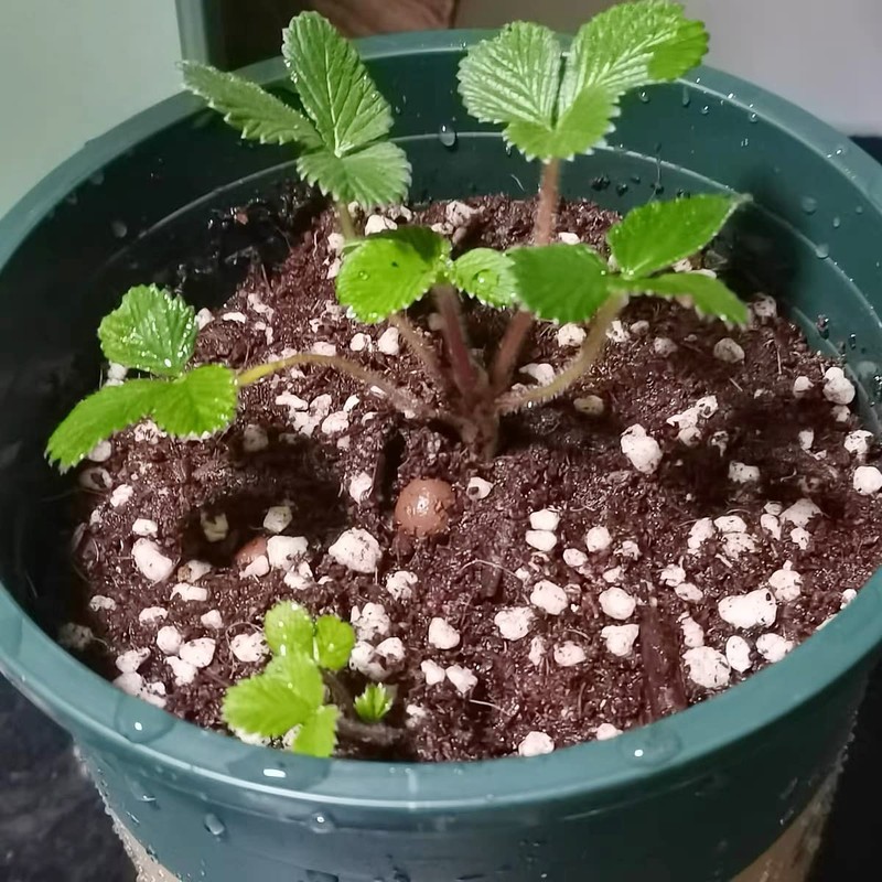 2 Quart Organic Perlite Horticultural Soil Amendment for Plants and