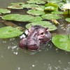 Juliahestia Hippo Head Pool Float Pond Decor Floating Hippopotamus Decoy