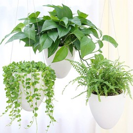 LOYUYU 3 Pack Self Watering Hanging Planter, Succulent Flower Pot Air Plant Holder, Unique Eggshell Hanging Succulent Flower Pots, Home Garden Office Indoor Decorative Container Matte White