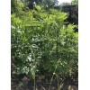 Unbranded mugwort herb - live plant- cây ngải cứu giống