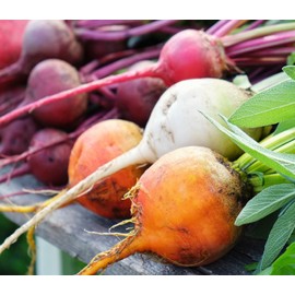 Rainbow Blend Beets for Planting – Plant & Grow Heirloom Rainbow Beets in Home Outdoor Vegetable Garden, Beta vulgaris – 1 Packet Approx 50 Seeds