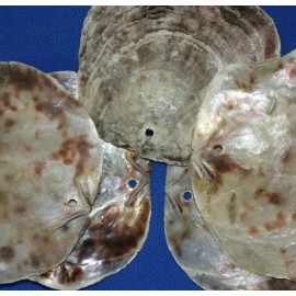 Salty Pelican Saddle Oysters w/ Holes Large Sizes 4" - 5"+, DIY Shell Mobiles, SS-61h - 30 items $88.98