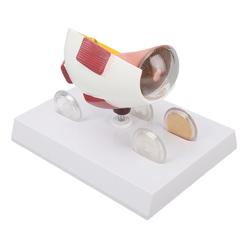 Enlarged Human Eye Anatomical Model Accurate Shows Optic Nerves Cornea