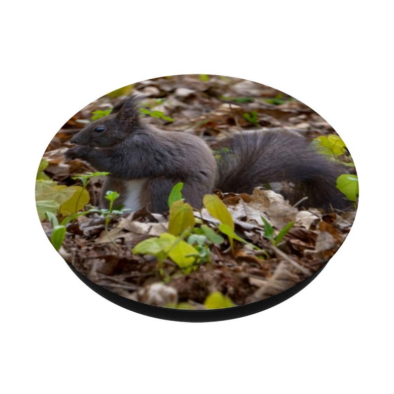 Squirrel Searching For Nuts On The Ground